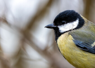 Great Tit (Parus major) - Widespread across Europe & Asia