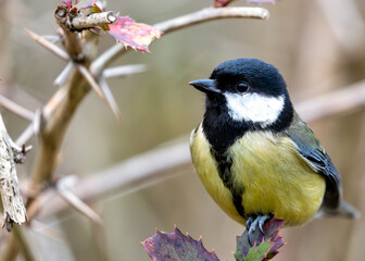 Obraz premium Great Tit (Parus major) - Widespread across Europe & Asia