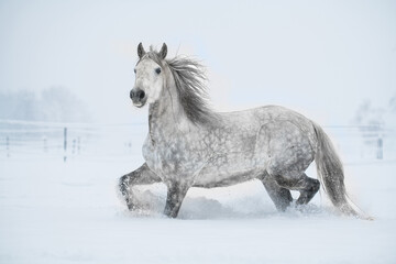 Welshcob im Schnee