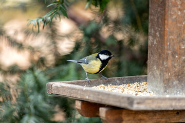 Great Tit (Parus major) - Widespread across Europe & Asia