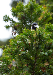 Great Tit (Parus major) - Widespread across Europe & Asia