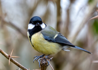 Great Tit (Parus major) - Widespread across Europe & Asia