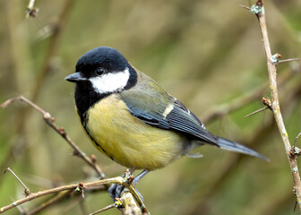 Great Tit (Parus major) - Widespread across Europe & Asia