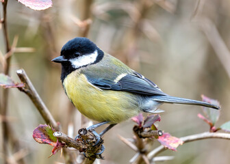 Great Tit (Parus major) - Widespread across Europe & Asia