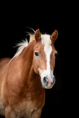 Naklejka premium Haflinger in Black