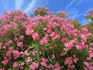 Oleander pink flowers in the garden - Powered by Adobe