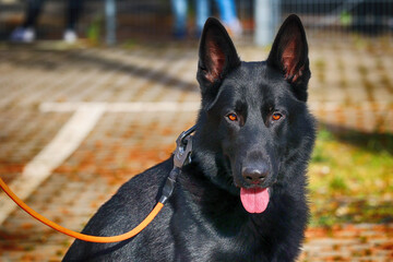 Pies policyjny, czarny owczarek niemiecki na służbie. 