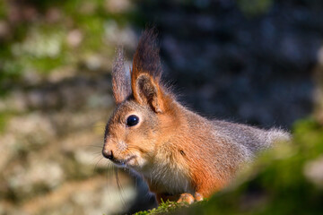 Naklejka na ściany i meble Squirrel scouting on a branch