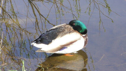 Un'anatra che dorme in un lago della foresta