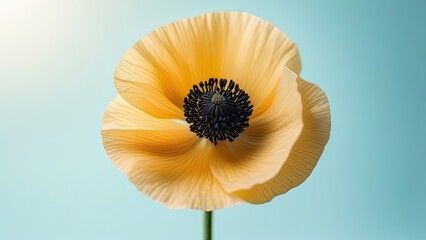 Close up of a poppy flower on blue background with copy space