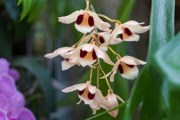 Beautiful colorful Orchid flower. Photo with nice bokeh