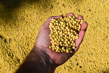 soybeans, seeds, soybean seeds, agriculture, farming, plantation
