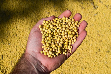 soybeans, seeds, soybean seeds, agriculture, farming, plantation