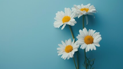 Several white daisies arranged diagonally with green stems on a blue background. Flat lay botanical composition