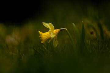 Jonquilles 