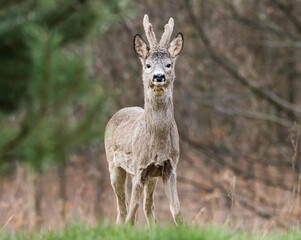 Roedeer © Don