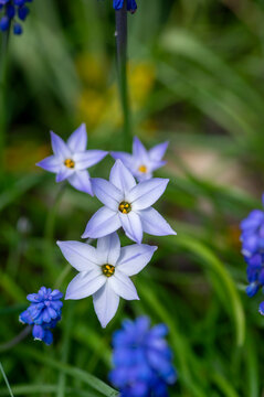 Ipheion uniflorum Wisley Blue spring starflower flowers in bloom, small light bulbous springtime flowering plant