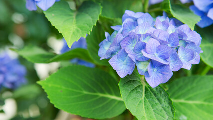 Beautiful blue hydrangea flowers isolated on green.