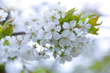 Beautiful spring pear tree blossoms against a blurred background.