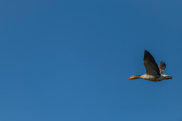 Flying color duck with blue sky in spring sunny fresh day