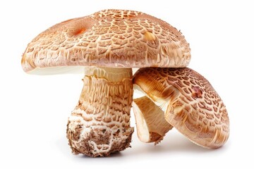 two mushroom isolated on white background 