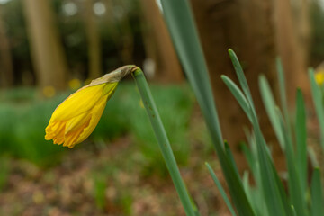 Narcissus yellow flower in green grass in spring cloudy morning