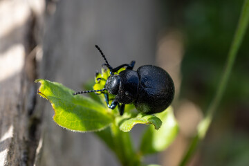 Escarabajo comiendo una planta silvestre. - obrazy, fototapety, plakaty