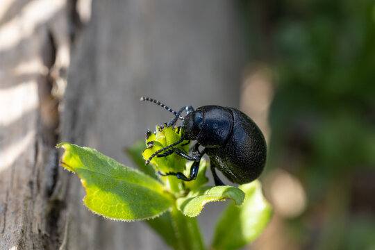 Escarabajo comiendo una planta silvestre.