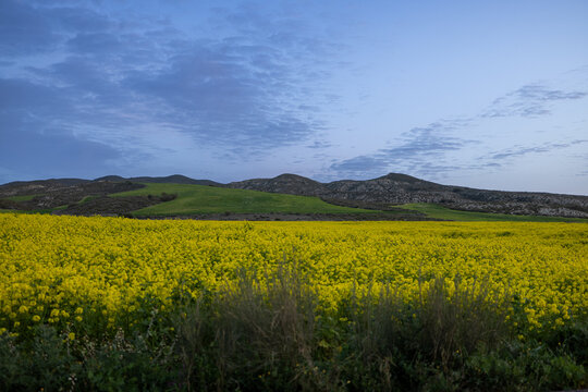 Contempla la impresionante vista de un prado en flor, donde vibrantes flores silvestres cubren el paisaje, creando una escena pintoresca que encarna la esencia de la primavera.