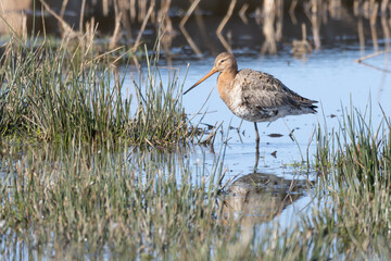 Godwit