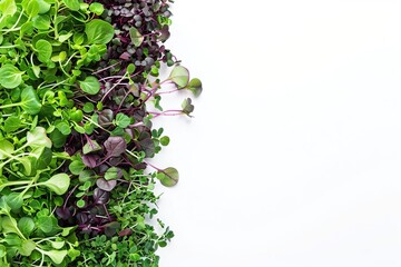 Different fresh microgreens on white background