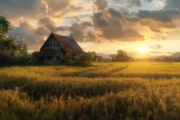 Foto op Canvas Paddy field with abandoned house during sunset © Riva