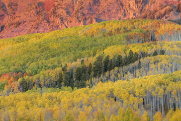 Sherbet Forest