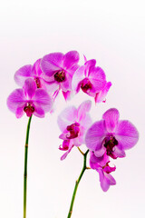  Flower orchids