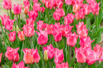 Fototapeta premium Pink Liliales tulip flowers blooming in flowerbed in garden on sunny day. Pink lily shaped tulips flowers with green leaves close up in meadow, park,outdoor. Nature, spring, floral background.
