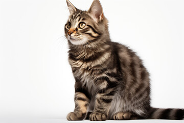 A beauty grey striped cat isolated on a white background