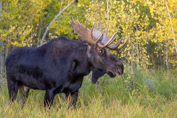 Naklejka na ściany i meble Bull shiras Moose During the Rut in Autumn in Wyoming