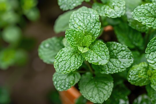 Green and Lush Mint Plant Growing in Garden Pot - Fresh Herb Leaves for Gardening Enthusiasts in the UK