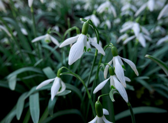 Close-up of snowdrops (galanthus nivalis). First spring flower. flora, plant