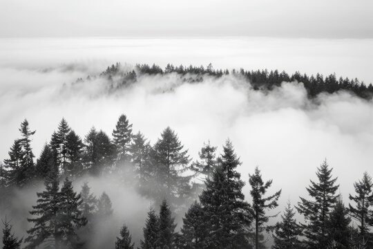 Minimalist Photography of a Sea of Clouds Over a Forest in Black and White Tones with Natural Landscape and Fog Effect