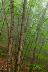 Fototapeta na wymiar Forêt dans le brouillard