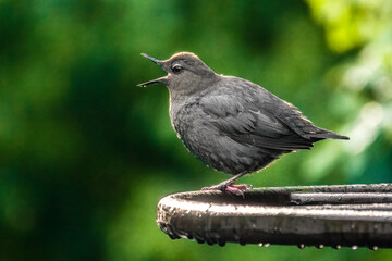 American Dipper Calls Out