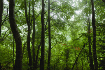 Forêt dans le brouillard