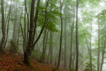 Forêt dans le brouillard - obrazy, fototapety, plakaty