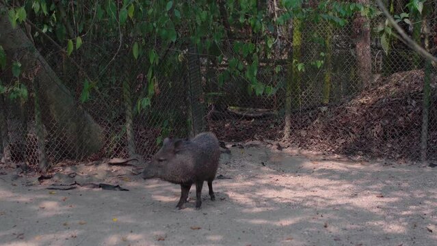 Closeup of Collared Peccary Pecari tajacu