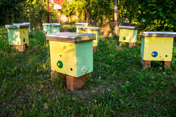 Beehives in the garden of a country house