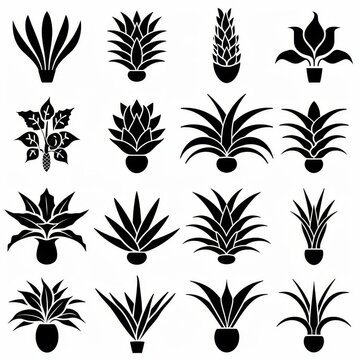 Bromeliad (Bromeliaceae genera) Pot Plant Icon Set, Bromeliaceae genera Plant Flat Design
