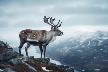 a deer standing on a rock