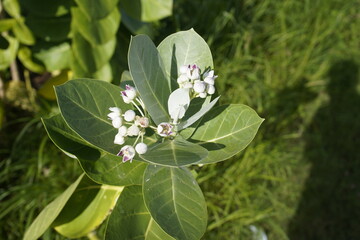 Calotropis procera is a species of flowering plant in the family Apocynaceae that is native to North Africa, Pakistan, tropical Africa, Western Asia, South Asia and Indochina. Fortaleza – Ceará, Brazi