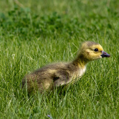 Gosling walking in the grass